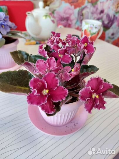 Цветущие фиалки