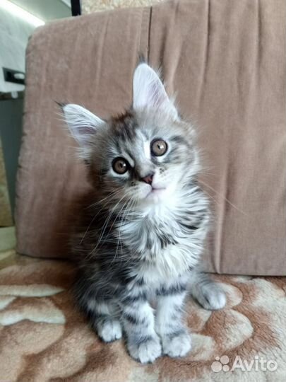 Котята мейн-кун