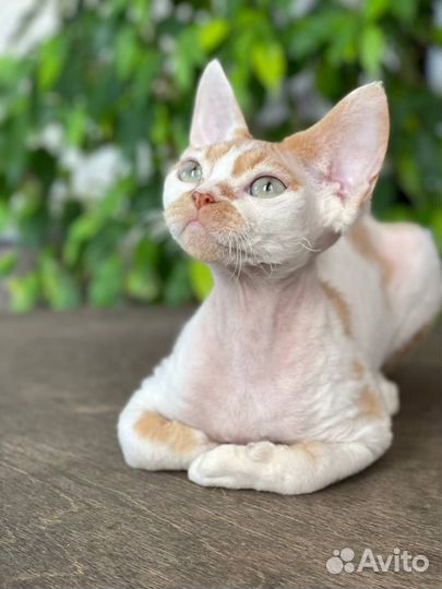 Котята Девон Рекс