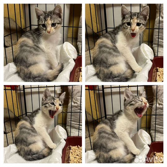 Котенок Малинка ищет дом