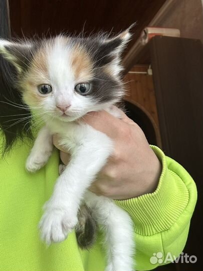 Котенок (девочка)