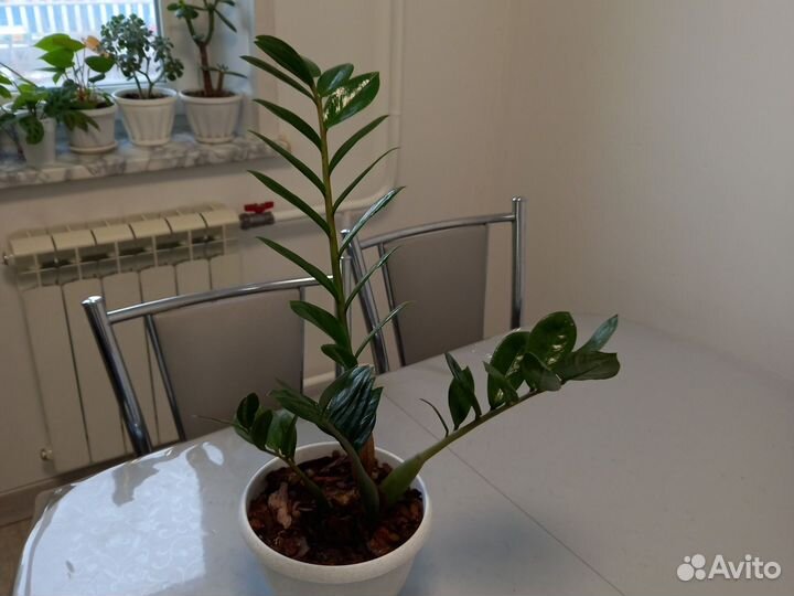 Замиокулькас