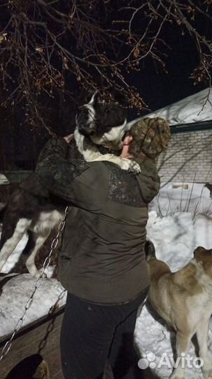 Щенки сао (среднеазиатские овчарки)