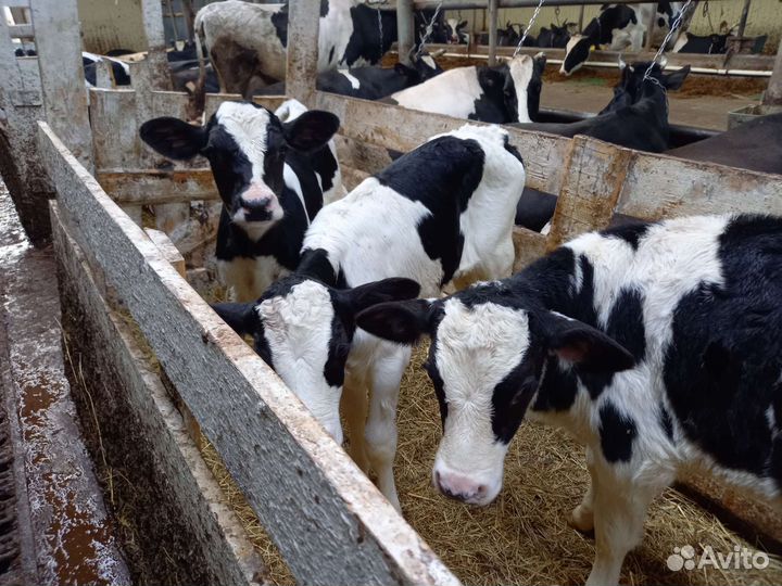 Бычки элитные