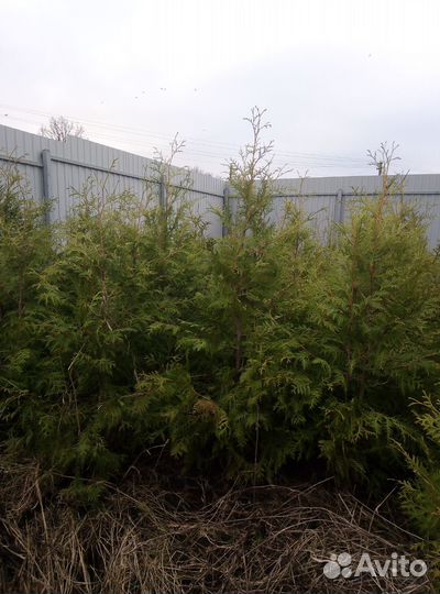 Туи смарагд