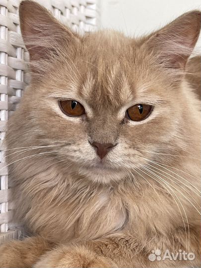 Котик персикового окраса 10 мес.Идеальный