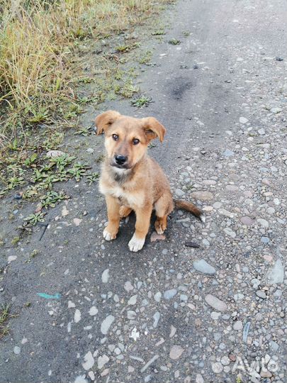Щенок в добрые руки бесплатно