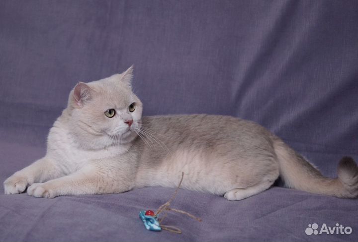Шикарный британец кот