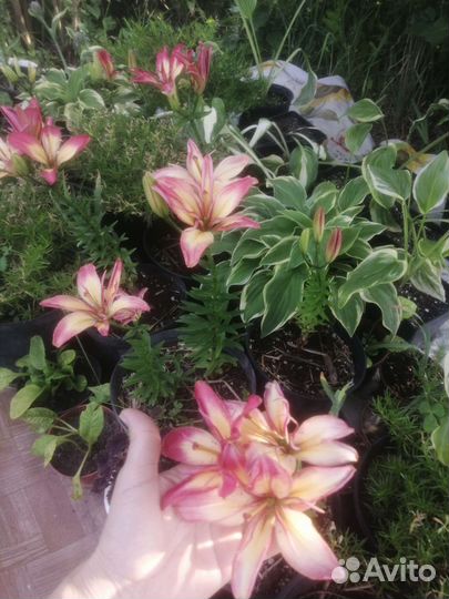 Многолетние теневыносливые, почвопокровные цветы