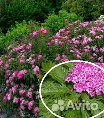 Декоративные кустарники