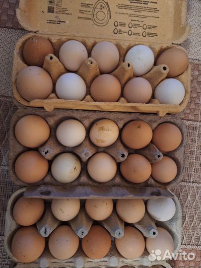 Инкубационное яйцо