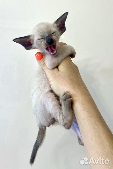 Ориентальные котята