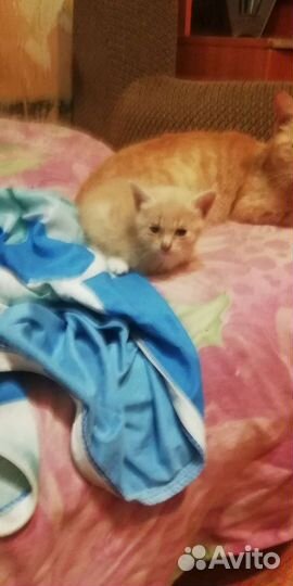 Котята в добрые руки бесплатно