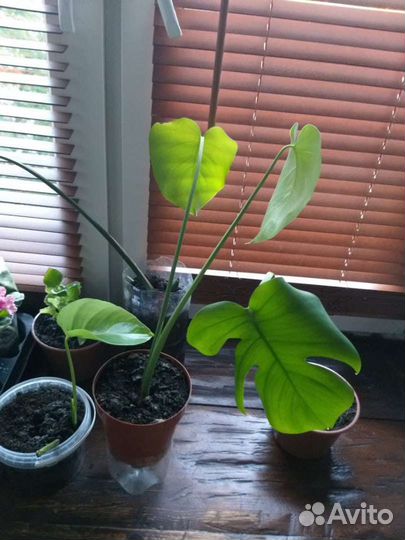 Продам монстеру