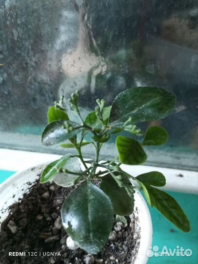 Комнатные растения цветы