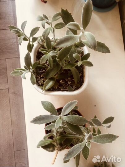 Кошачьи ушки суккулент