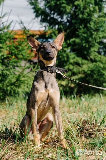 Ясик ждет вас в приюте, сделай его счастливым