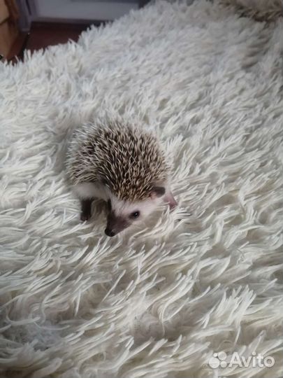 Африканский ежик