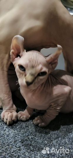 Канадский сфинкс эльф котенок