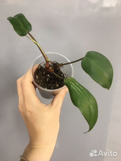 Филодендроны