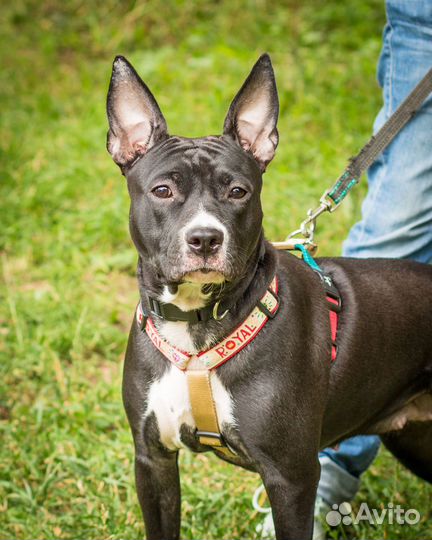 Метис питбуля Джина в добрые и ответственные руки
