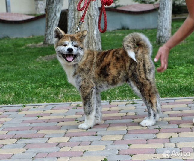 Акита ину тигровый мальчик