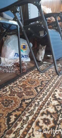 Котята в добрые руки бесплатно
