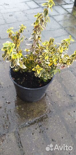 Бересклет Эмеральд Голд