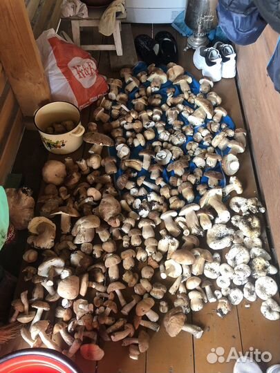 Белые грибы свежие