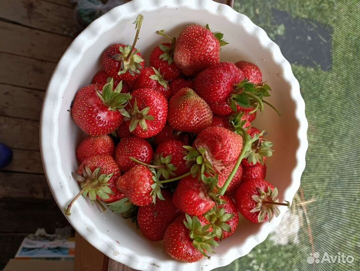 Рассада клубники