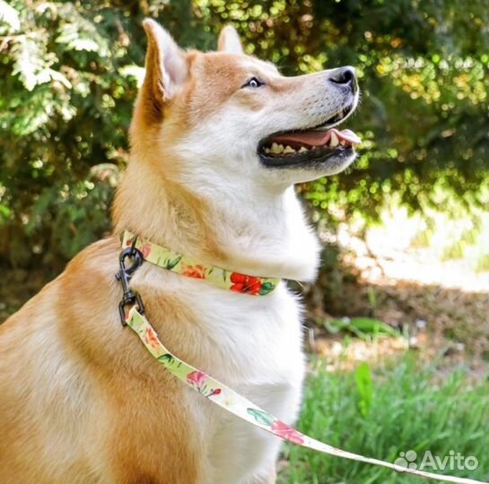 Комплект аммуниции для собак, поводок+ошейник