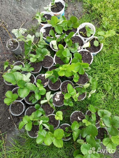 Клубника ремонтантная