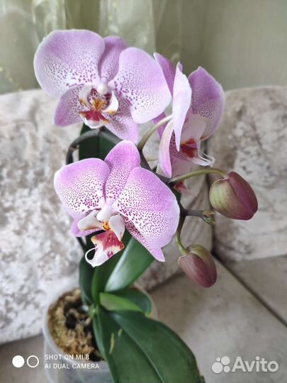Орхидея фаленопсис