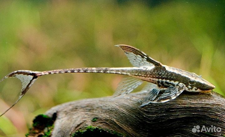 Стурисома панамская