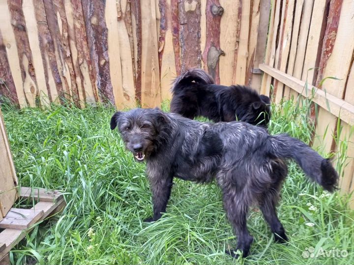 Самая лучшая собака в дом