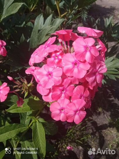 Флоксы сортовые