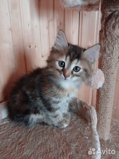 Отдам котенка