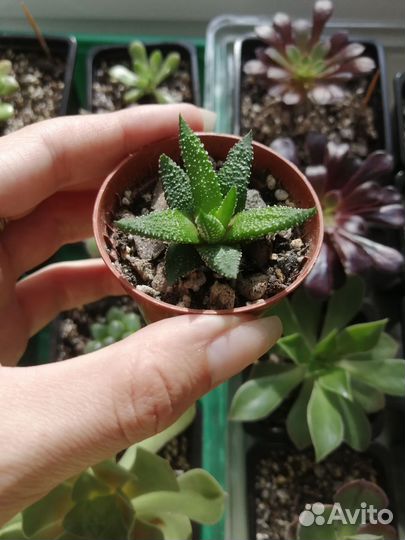 Суккуленты