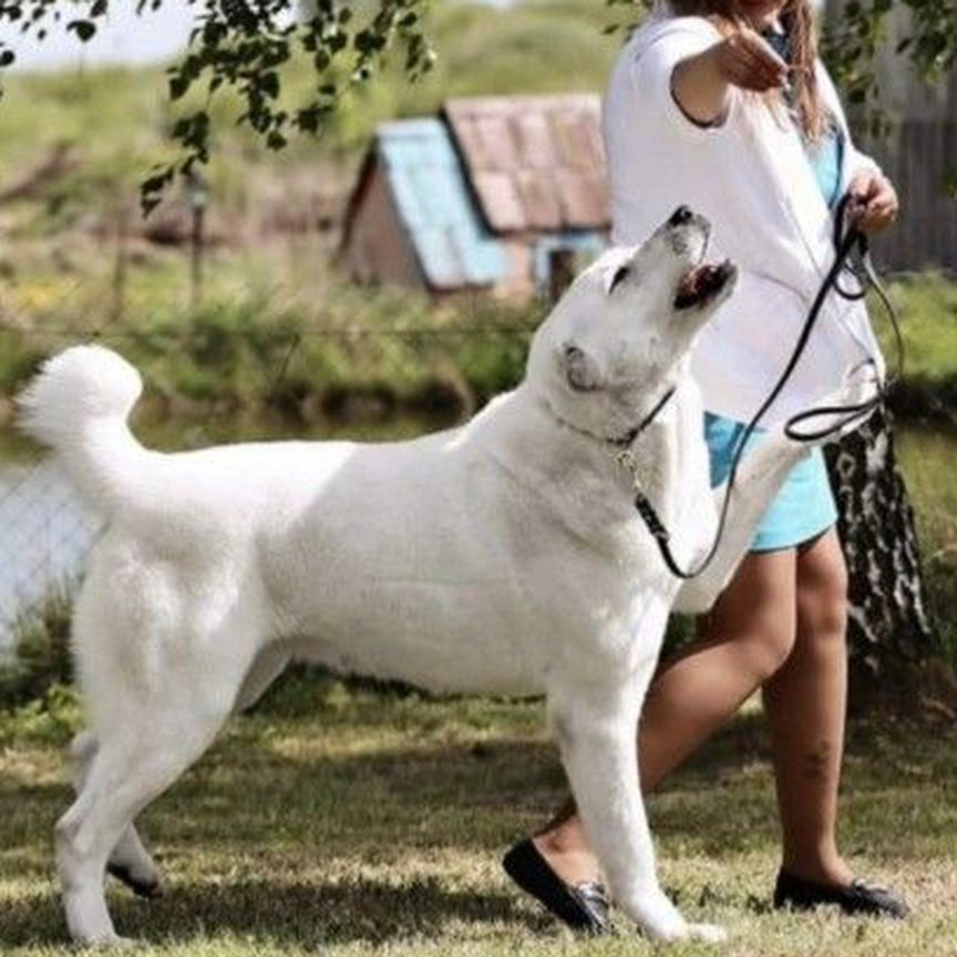 Щенки Сао алабай девочки