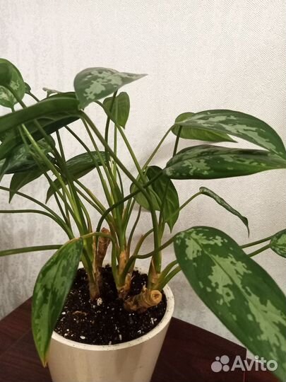 Аглаонема Мария