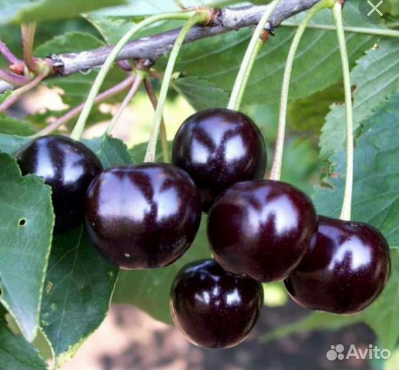 Вишня деревковая