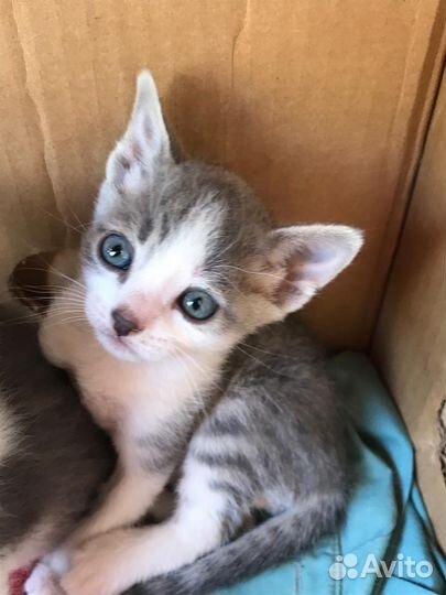 Котята в добрые руки