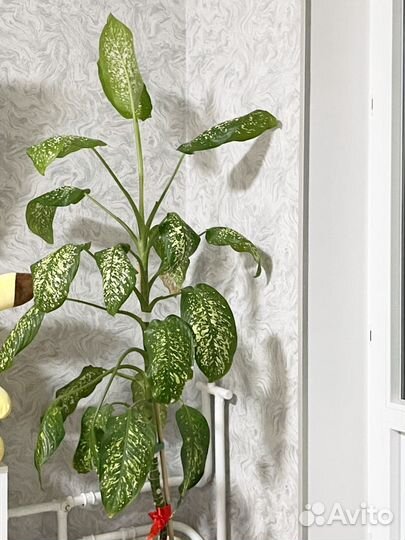 Диффенбахия