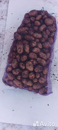 Картофель новый урожай