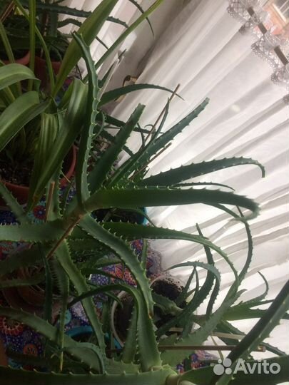 Алоэ лечебный