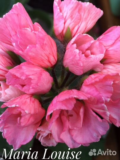 Пеларгония герань тюльпановидная