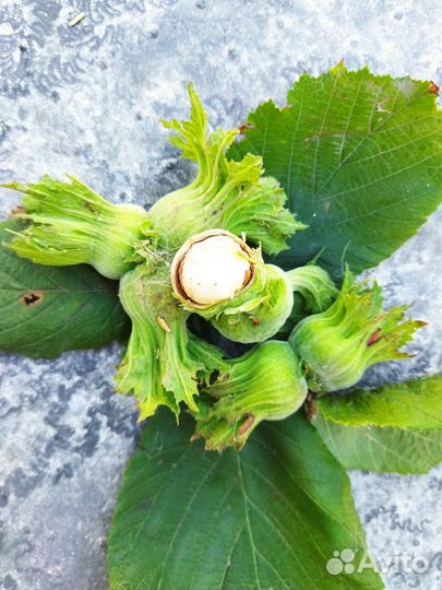 Орехи Фундук крымский, саженцы