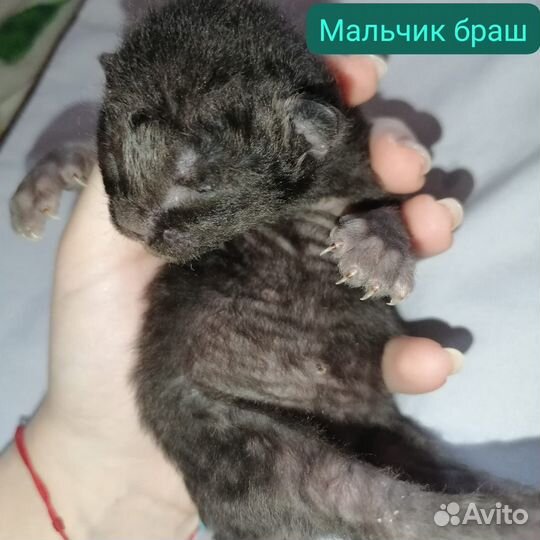 Донской сфинкс котята
