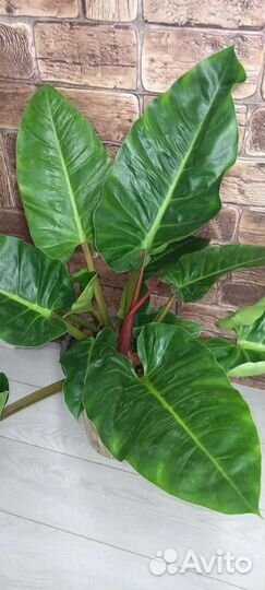 Филодендрон Мелинонии 21/80