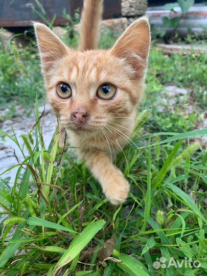 Рыжая девочка,выживающая на дачах